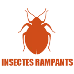 Insectes rampants