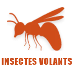 Insectes volants