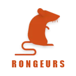 Les rats noirs ou rats des greniers