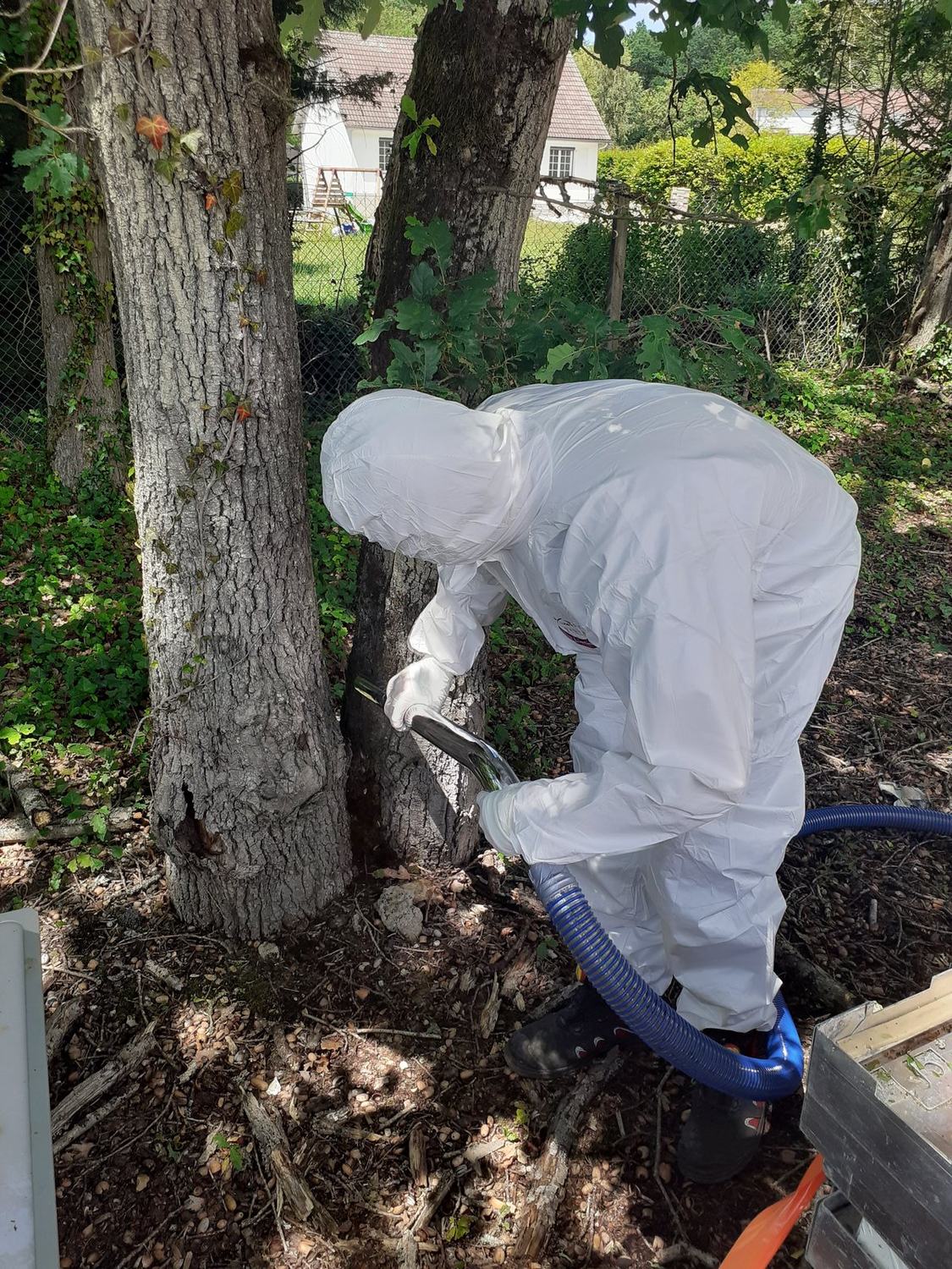 Échenillage par aspiration d'un nid de chenilles processionnaires du chêne en Eure-et-Loir