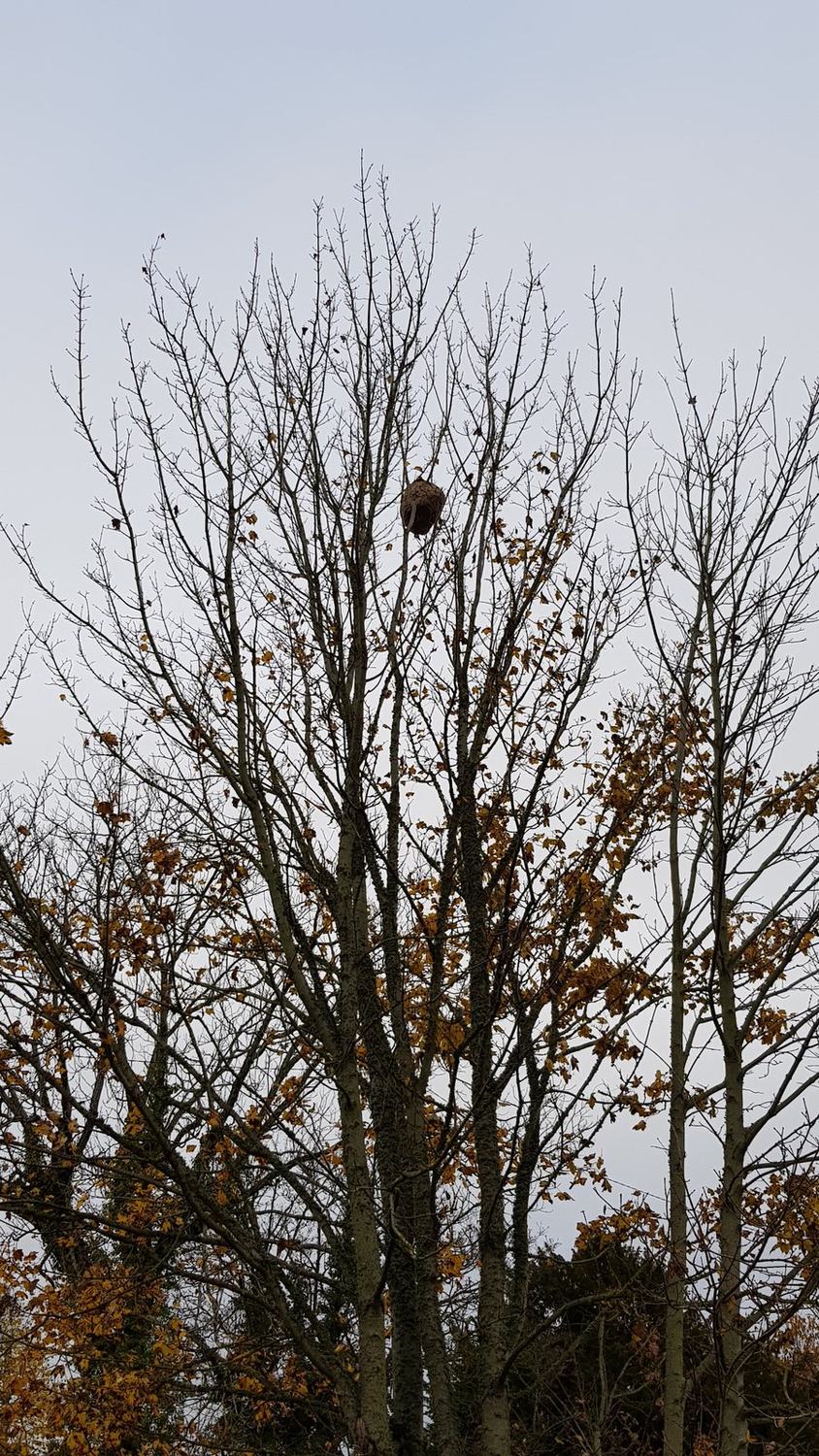 Nid de guêpes retiré sous une toiture — Chartres Nuisibles en Eure-et-Loir