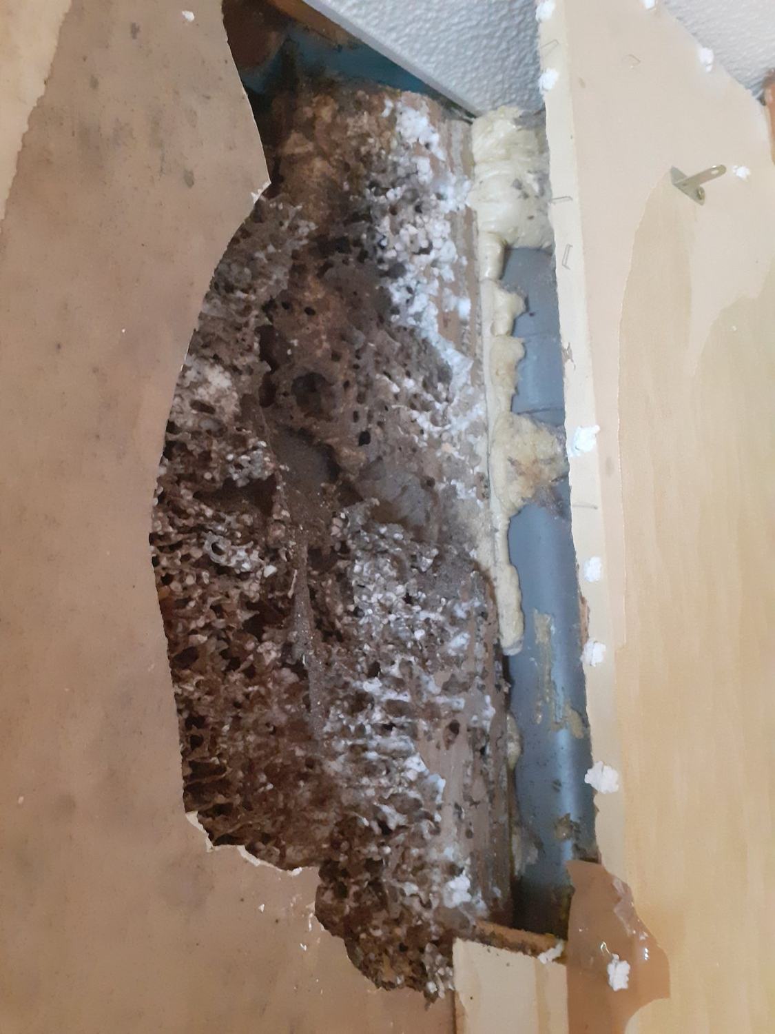Guêpes et frelons : chantier de désinsectisation à Chartres