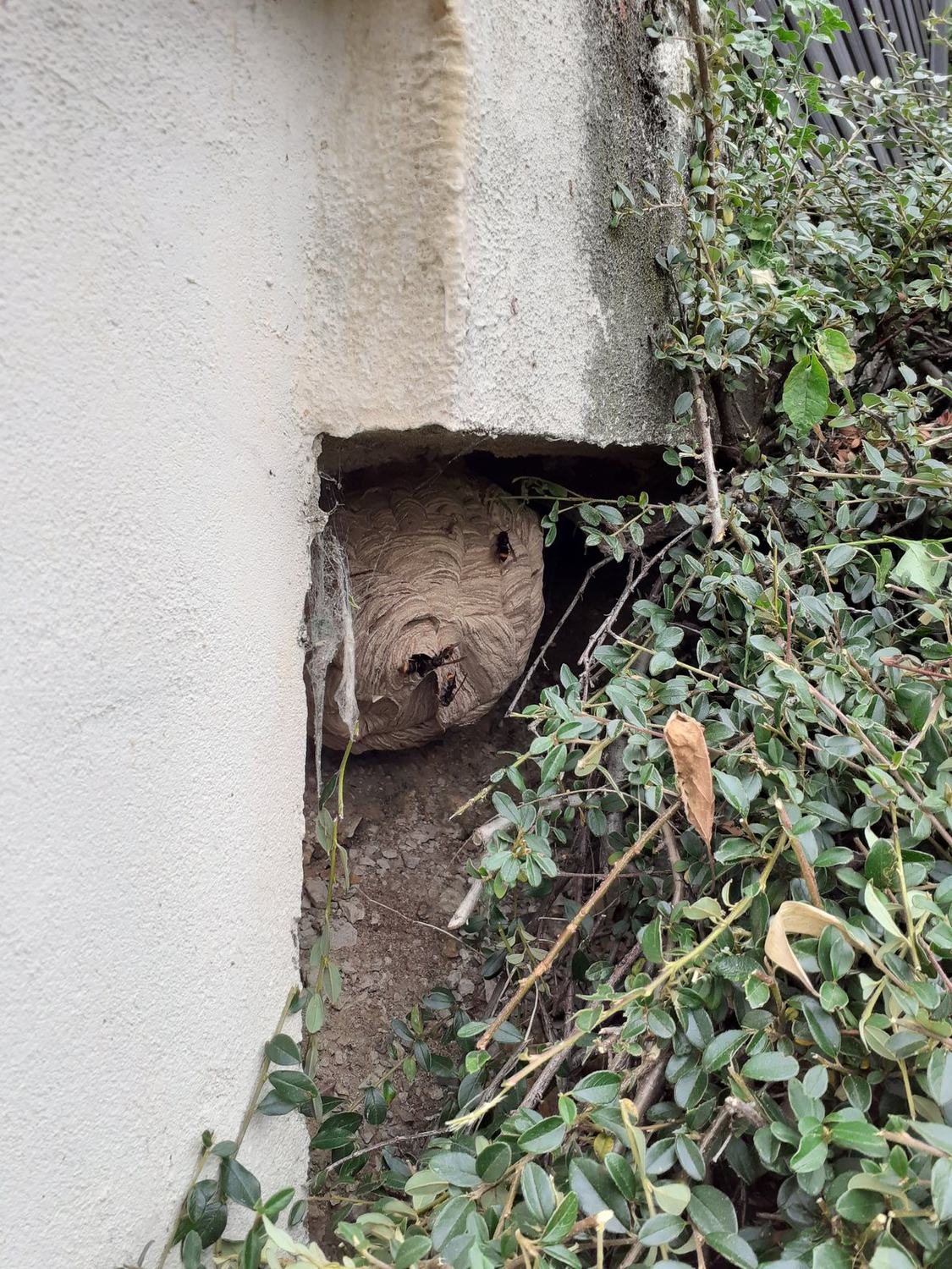 Nid de frelon asiatique dans une cavité de mur, intervention Chartres Nuisibles