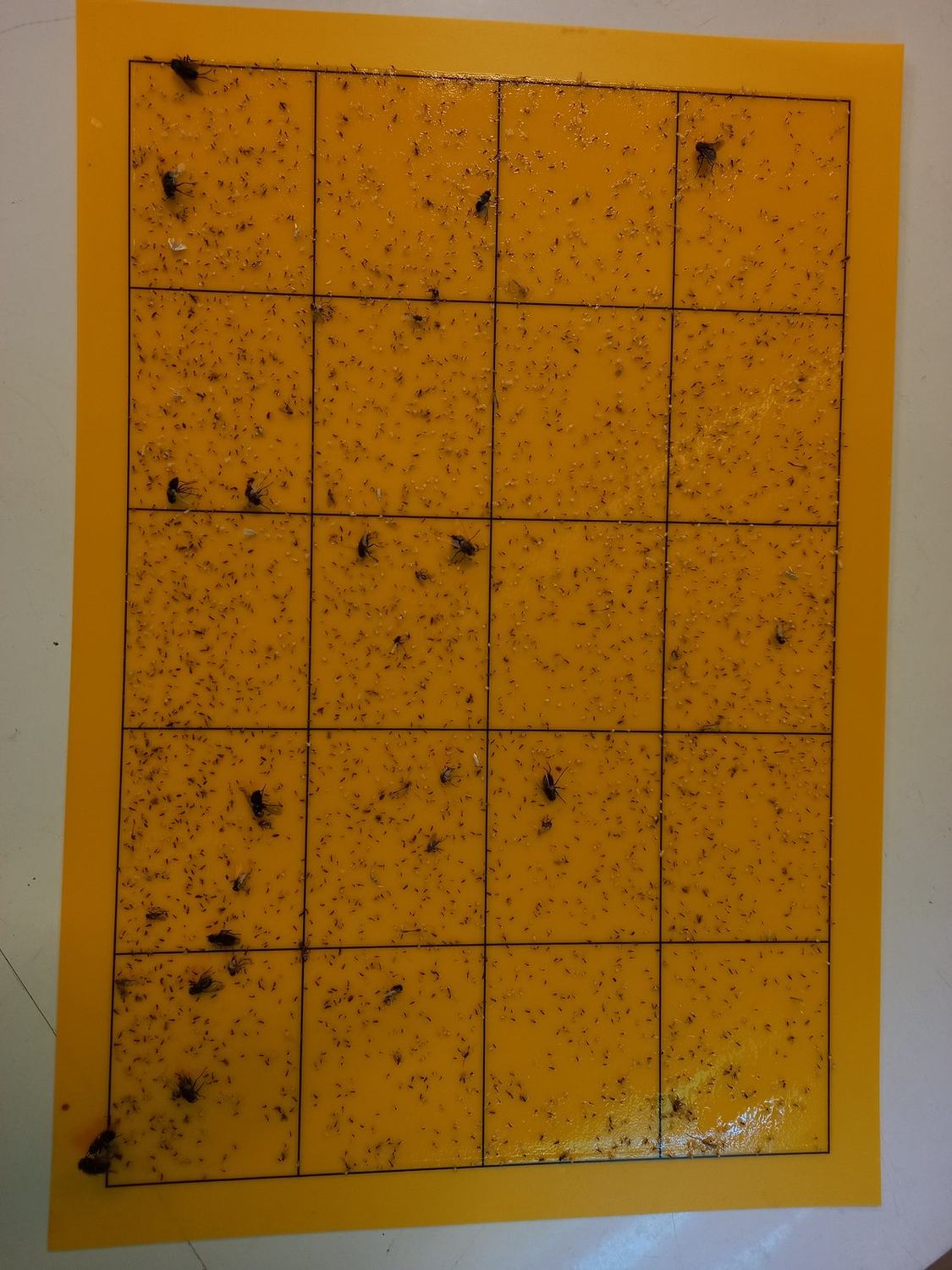 Plaque de piégeage jaune couverte de mouches, surveillance HACCP par Chartres Nuisibles