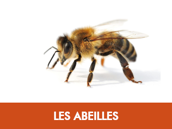 Abeilles