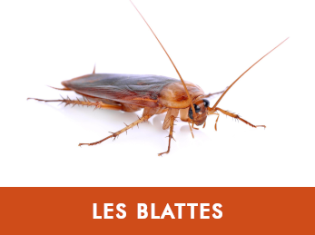 Blattes & cafards — problématique hôtels