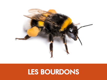 Bourdons