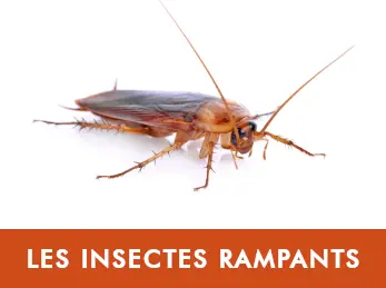 Insectes rampants — blattes, punaises de lit, puces, fourmis