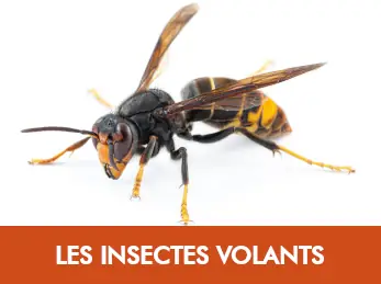 Insectes volants — guêpes, frelons, bourdons, mouches