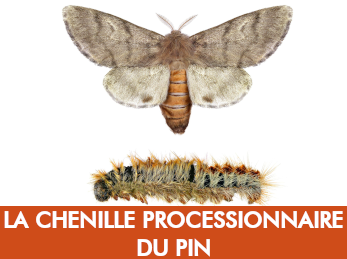 Processionnaire du pin