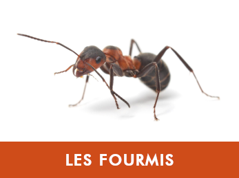 Fourmis — problématique bureaux et commerces non alimentaires