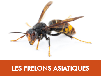 Guêpes & frelons — problématique restaurants, bars et cafés