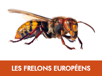 Frelon européen