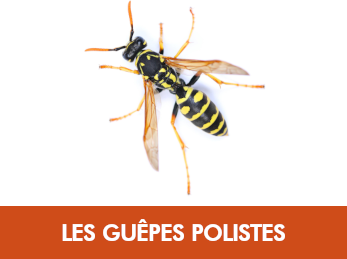 Guêpe poliste