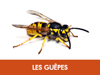 Guêpe commune
