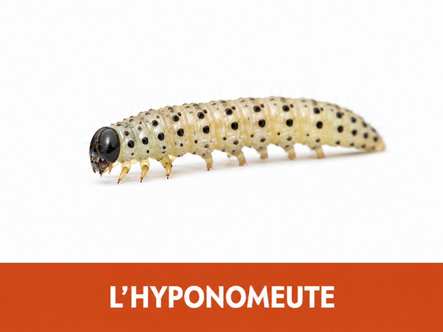 L'hyponomeute