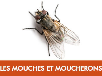 Mouches & moucherons — problématique hôtels