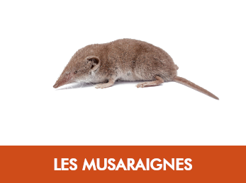 Musaraigne
