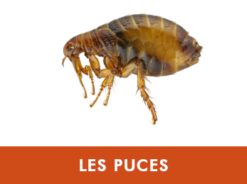 Puces