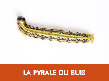 Pyrale du buis