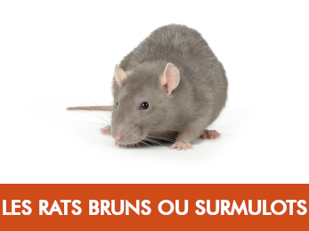 Rat brun · surmulot