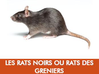 Rat noir · rat des greniers