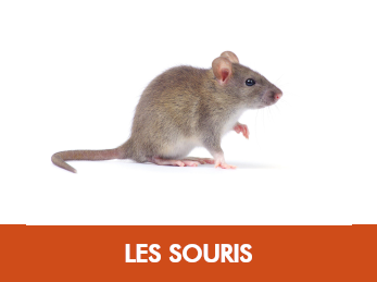 Souris