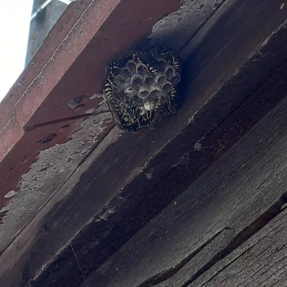 Les guêpes polistes