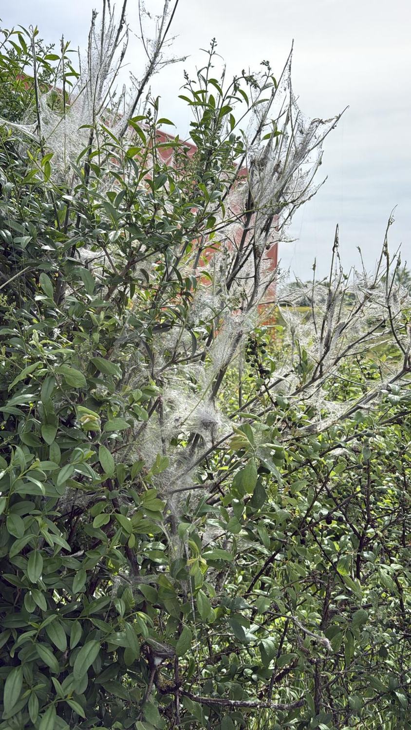 L'hyponomeute — hyponomeute · intervention Chartres Nuisibles en Eure-et-Loir
