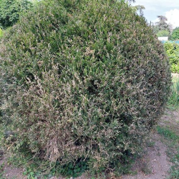 La pyrale du buis