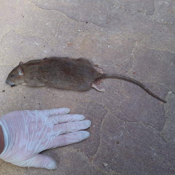 Tout sur le rat brun : vecteur de maladies et nuisible
