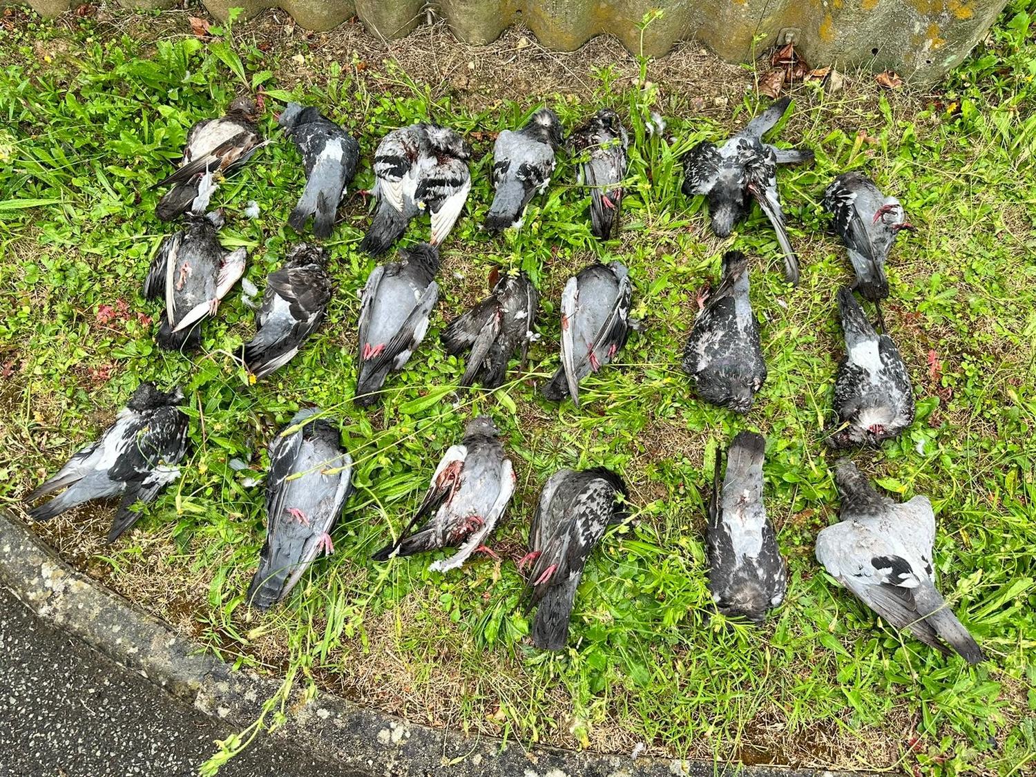 Régulation de pigeons par Chartres Nuisibles à Chartres et en Eure-et-Loir