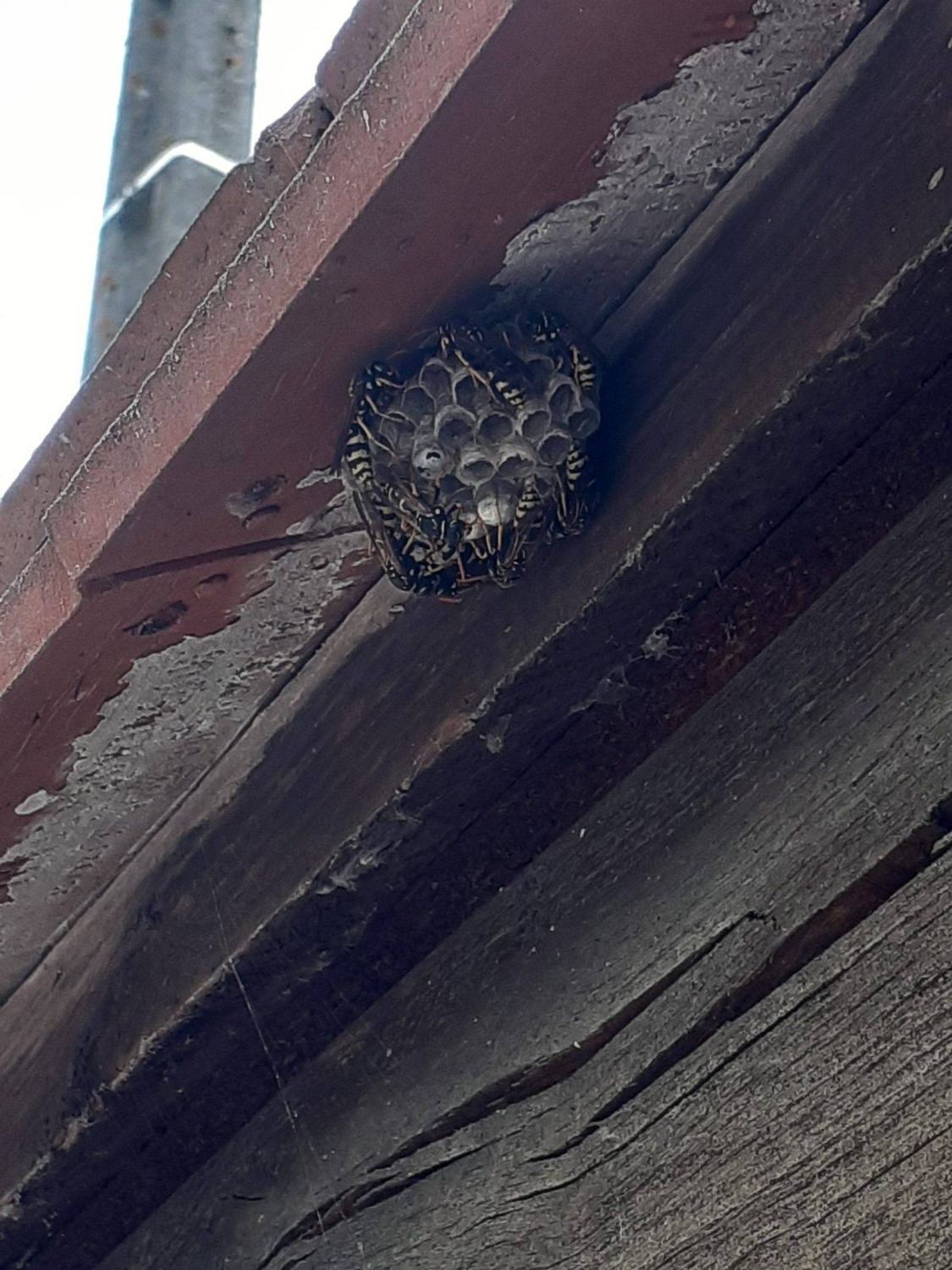 Les guêpes polistes — sous rebord toit · intervention Chartres Nuisibles en Eure-et-Loir