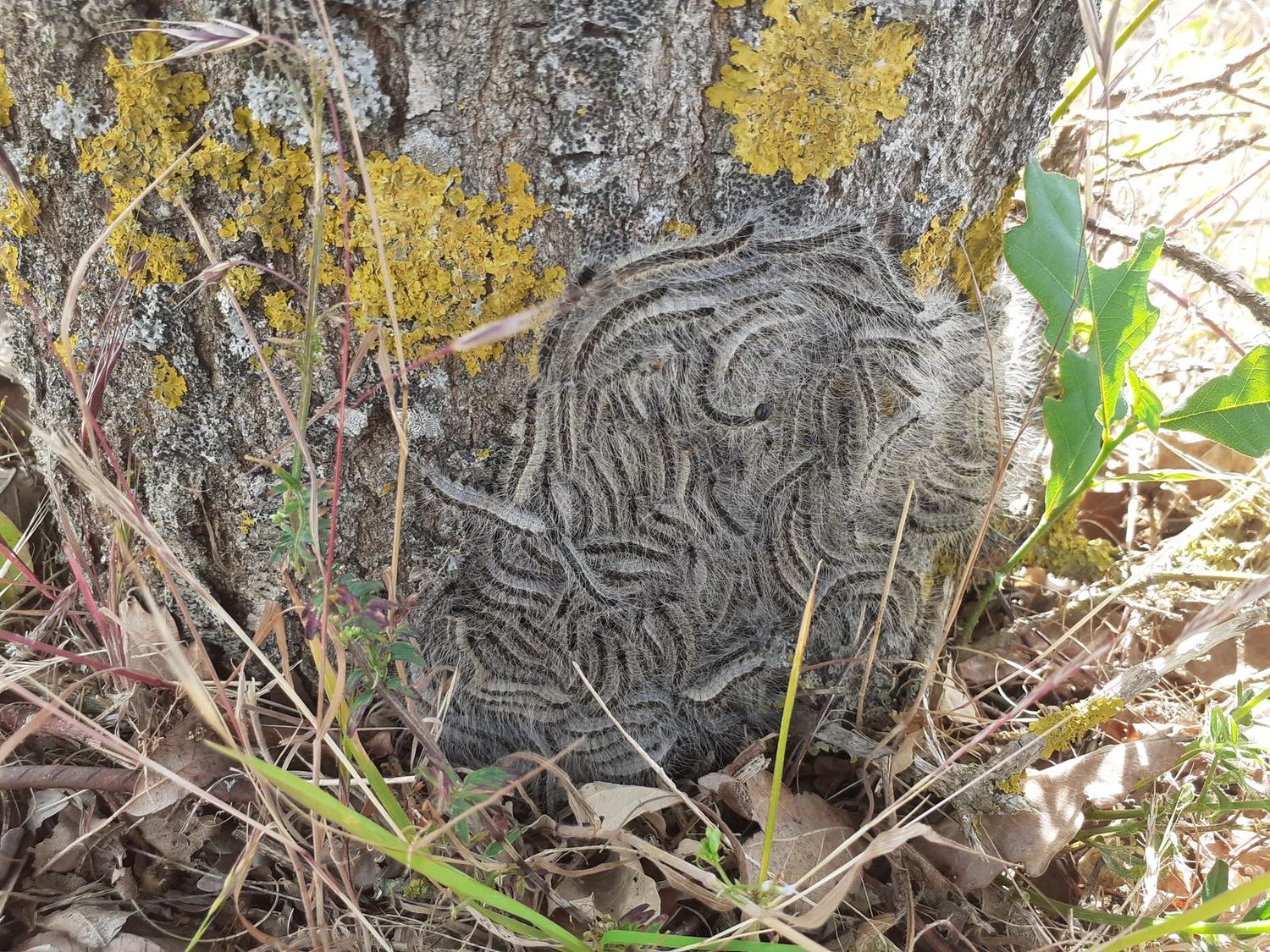 La chenille processionnaire du chêne — grappe pied tronc · intervention Chartres Nuisibles en Eure-et-Loir