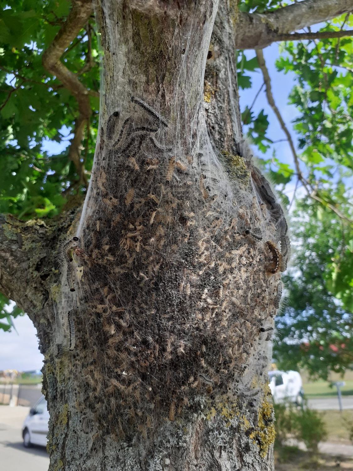 La chenille processionnaire du chêne — nid manchon tronc · intervention Chartres Nuisibles en Eure-et-Loir