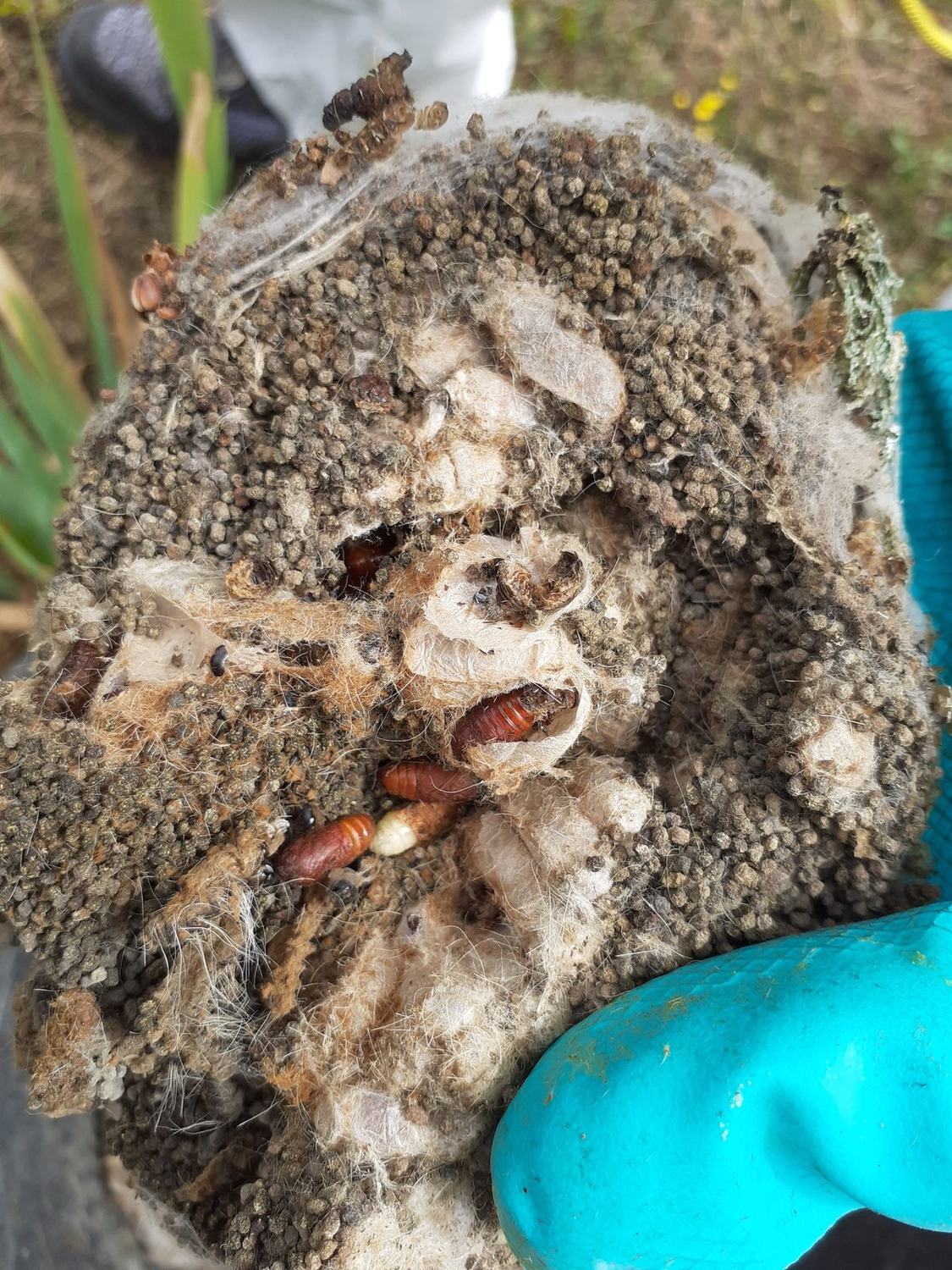 La chenille processionnaire du chêne — nid ouvert chrysalides · intervention Chartres Nuisibles en Eure-et-Loir