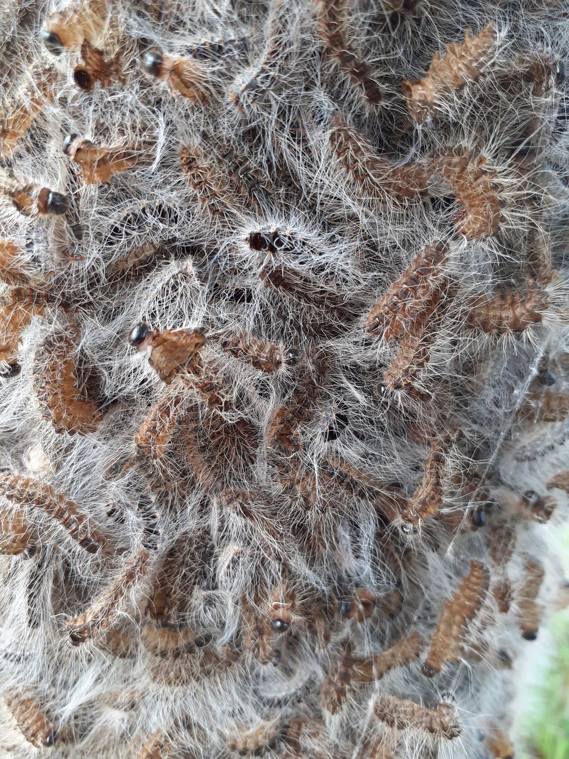 La chenille processionnaire du chêne — poils urticants macro · intervention Chartres Nuisibles en Eure-et-Loir