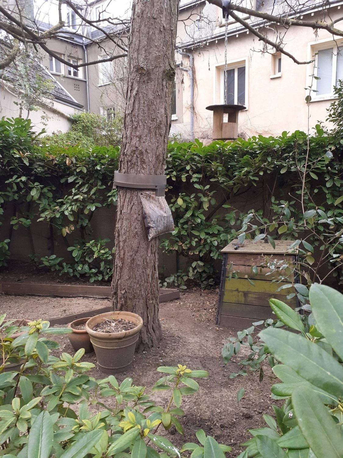 La chenille du pin — ecopiege · intervention Chartres Nuisibles en Eure-et-Loir