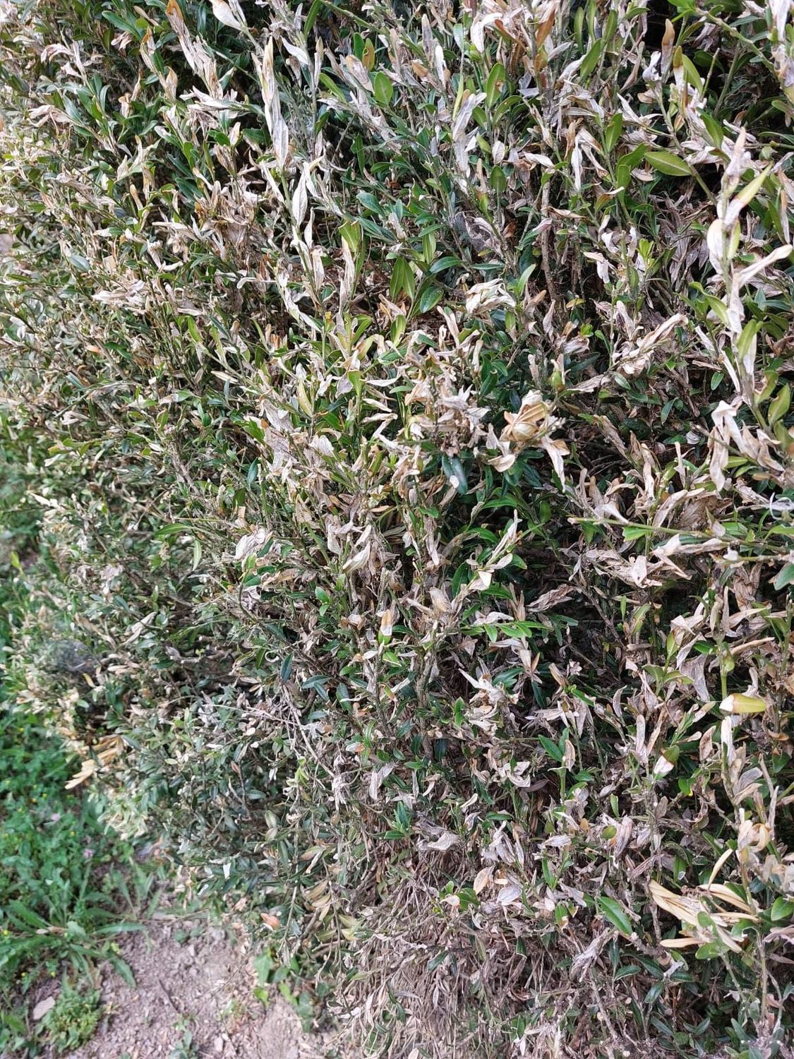 La pyrale du buis — haie buis defoliee · intervention Chartres Nuisibles en Eure-et-Loir