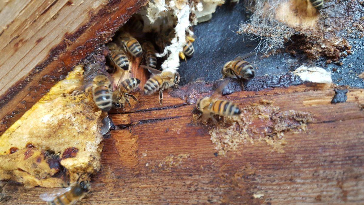 Les abeilles — entree ruche · intervention Chartres Nuisibles en Eure-et-Loir