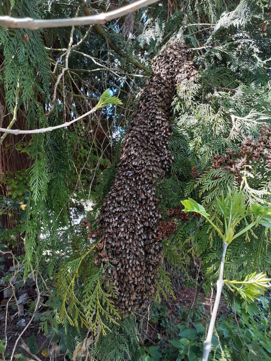 Les abeilles — essaim dans arbre · intervention Chartres Nuisibles en Eure-et-Loir