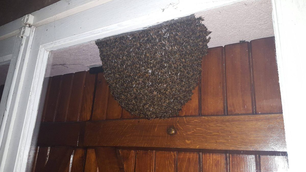 Les abeilles — essaim fenetre · intervention Chartres Nuisibles en Eure-et-Loir