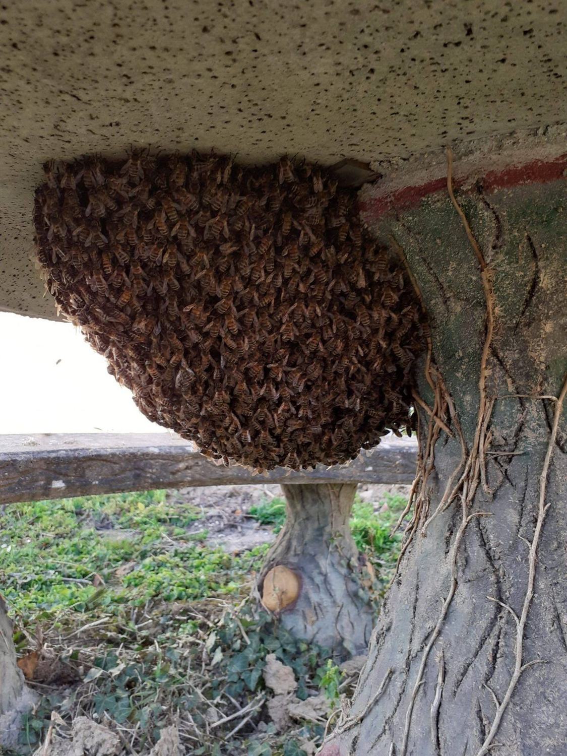 Les abeilles — essaim · intervention Chartres Nuisibles en Eure-et-Loir