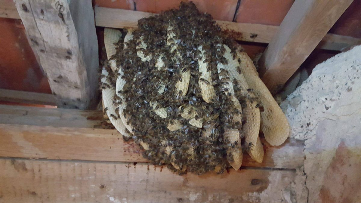 Les abeilles — nid · intervention Chartres Nuisibles en Eure-et-Loir