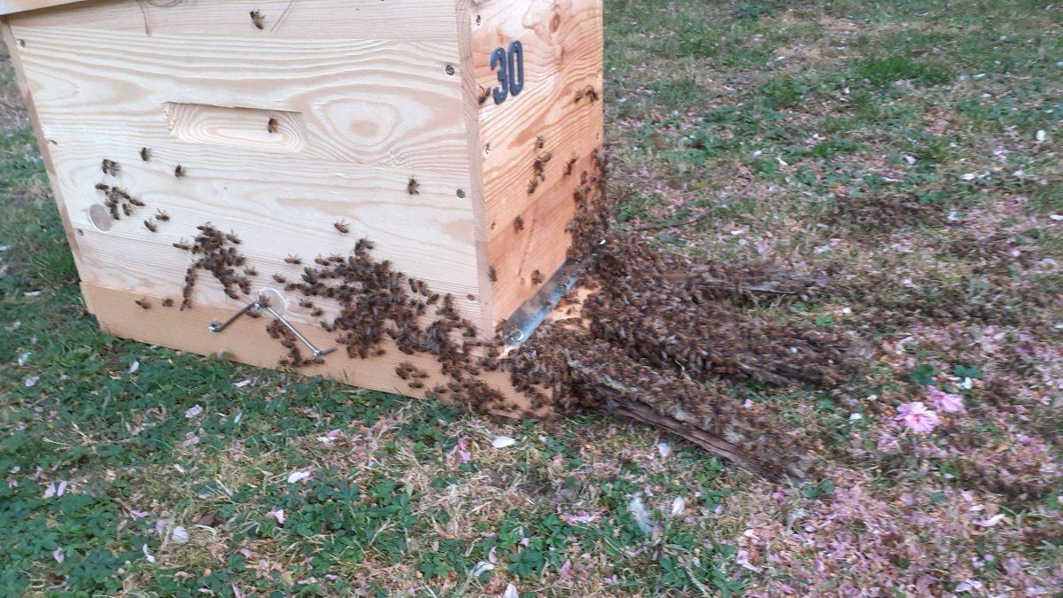 Les abeilles — recuperation · intervention Chartres Nuisibles en Eure-et-Loir