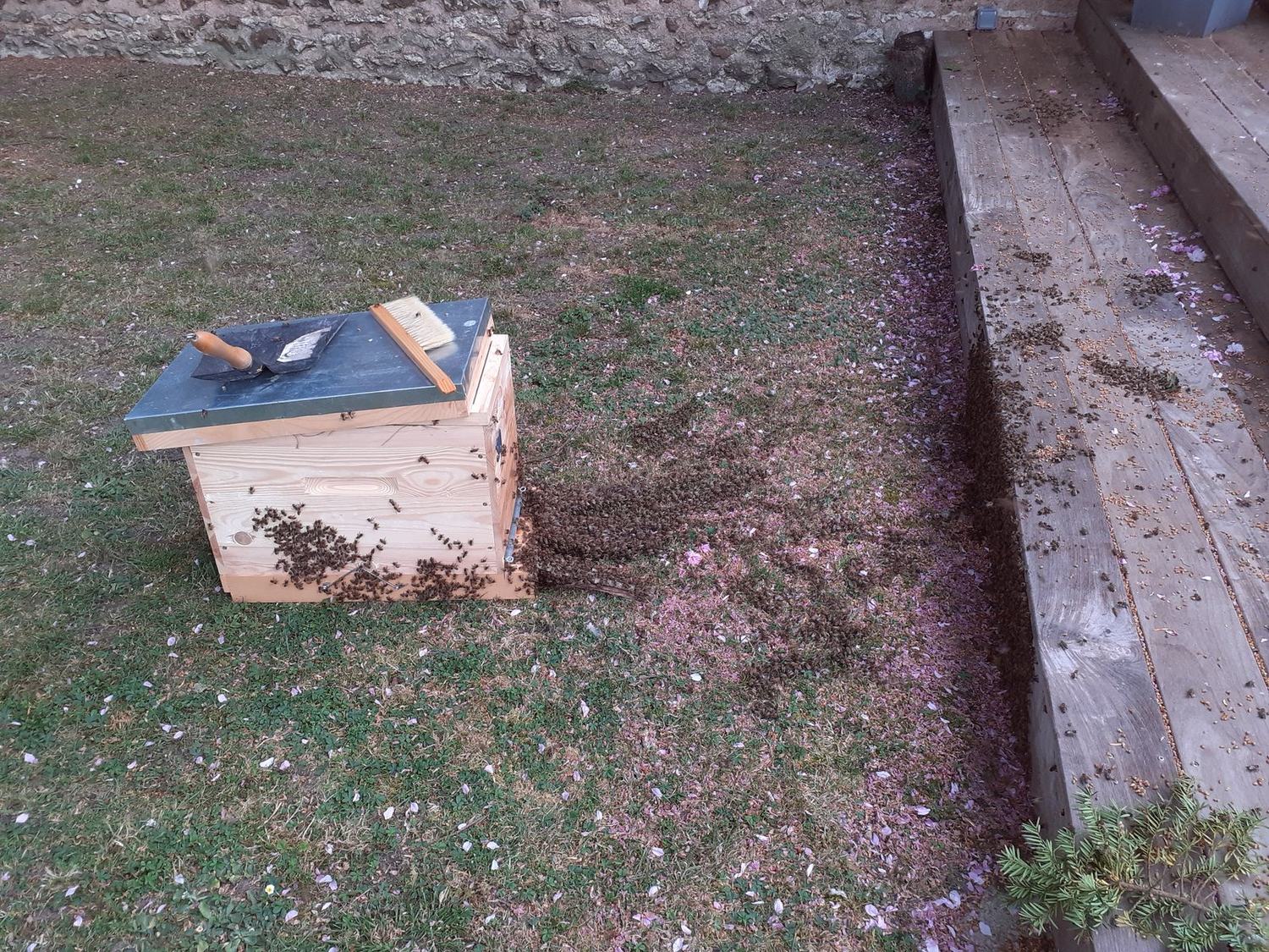 Les abeilles — retour ruche · intervention Chartres Nuisibles en Eure-et-Loir