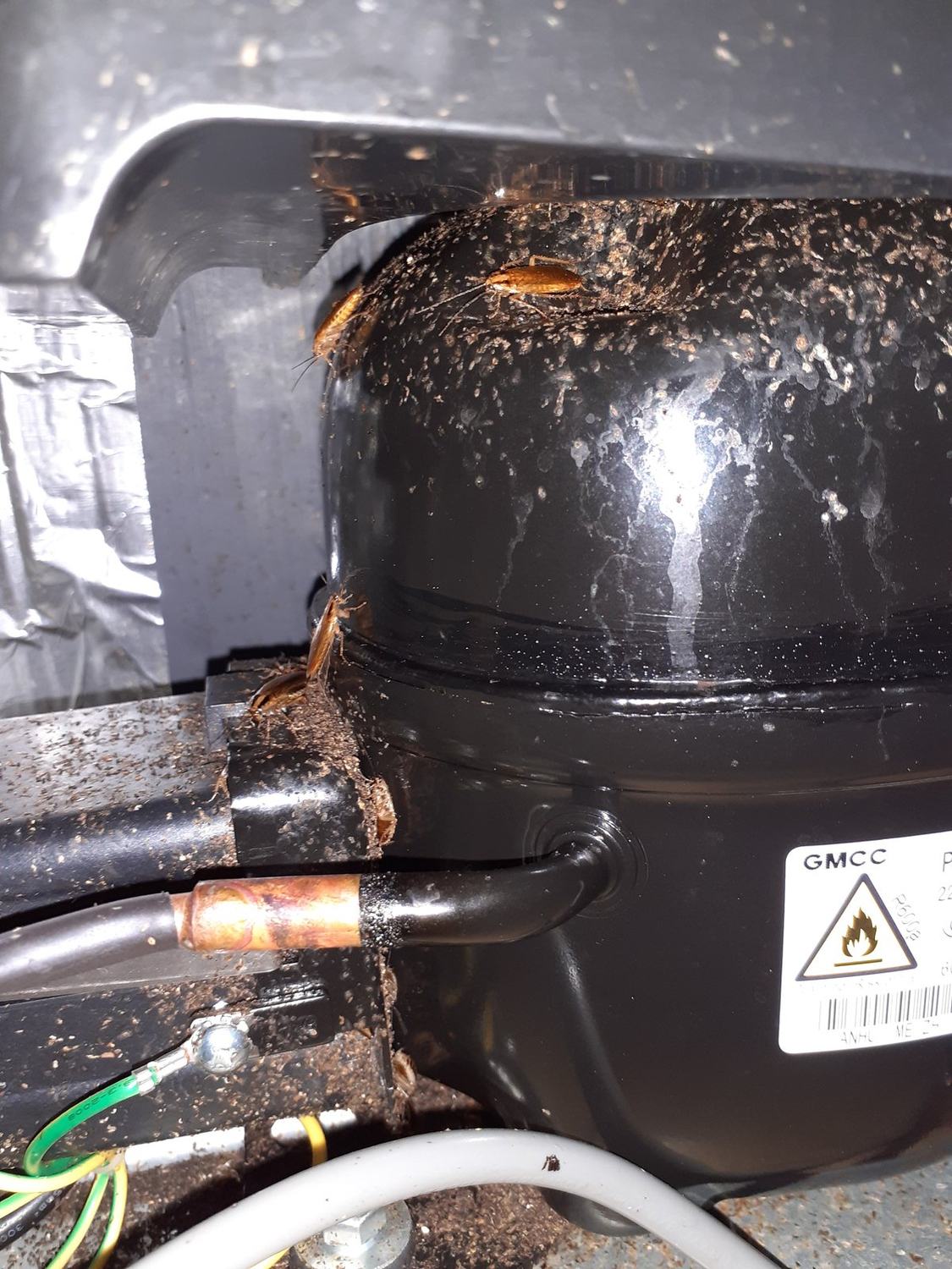 Les blattes — blattes derriere frigo · intervention Chartres Nuisibles en Eure-et-Loir