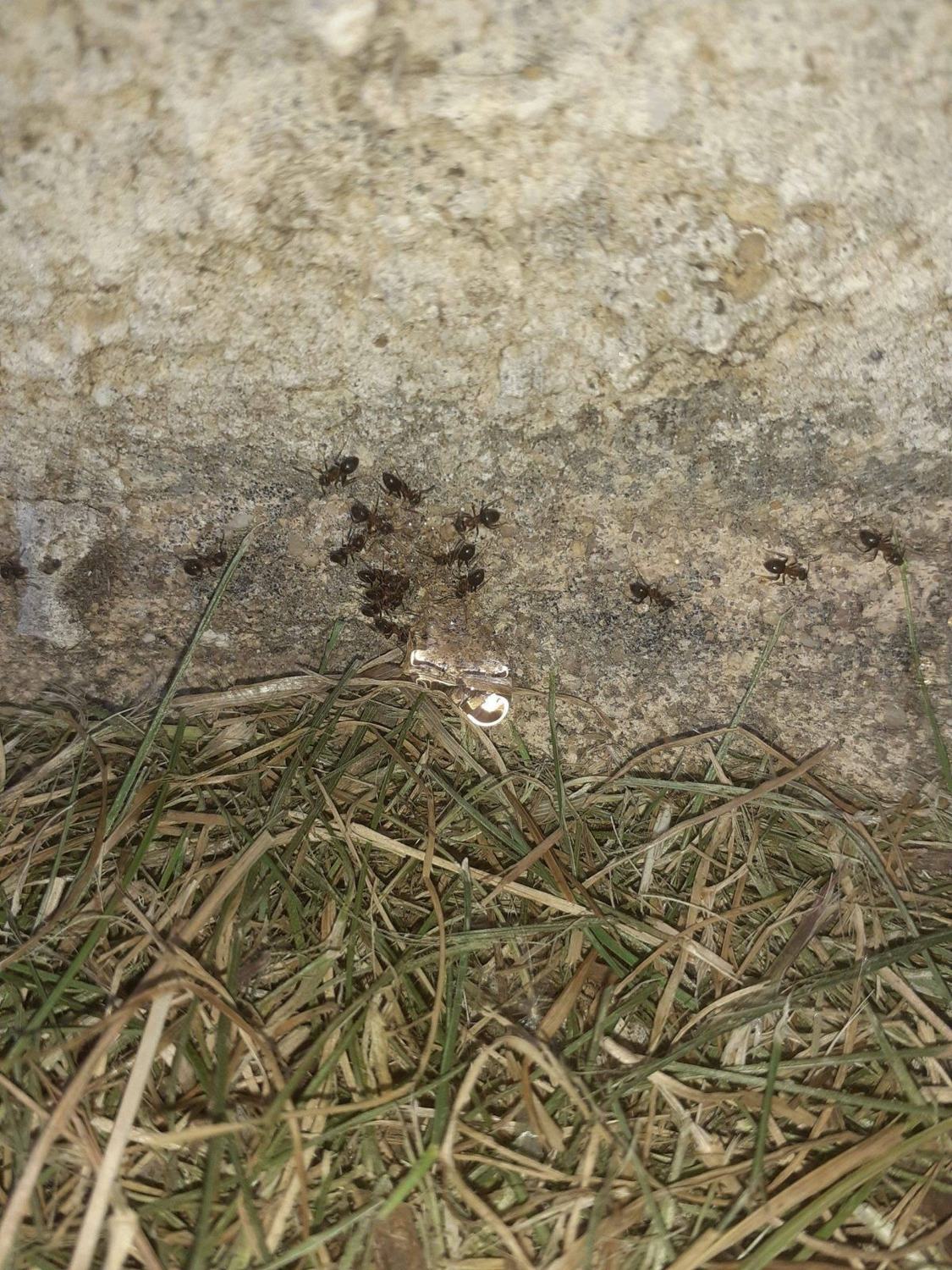 Les fourmis — colonne · intervention Chartres Nuisibles en Eure-et-Loir