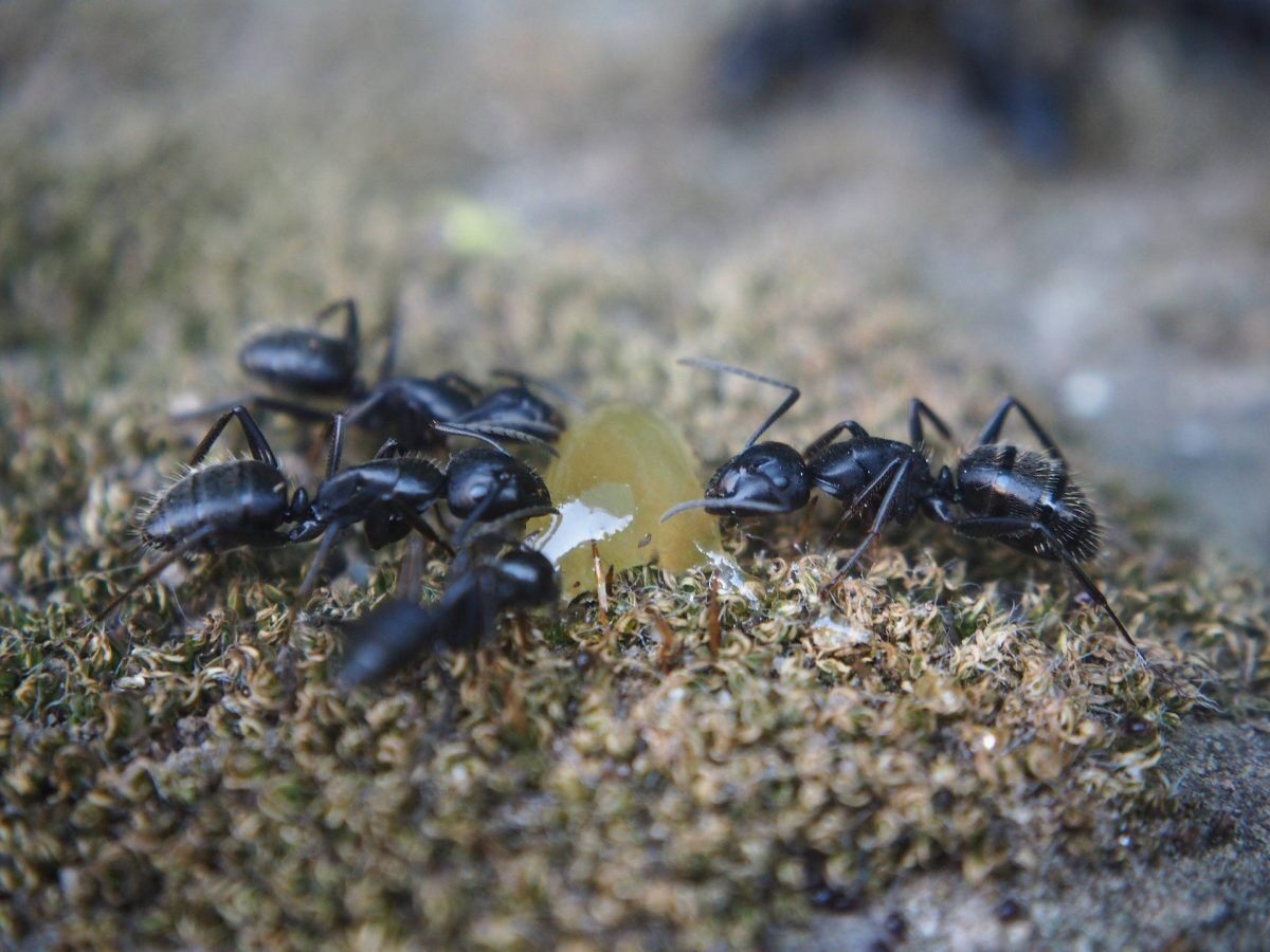 Les fourmis — gel appat · intervention Chartres Nuisibles en Eure-et-Loir