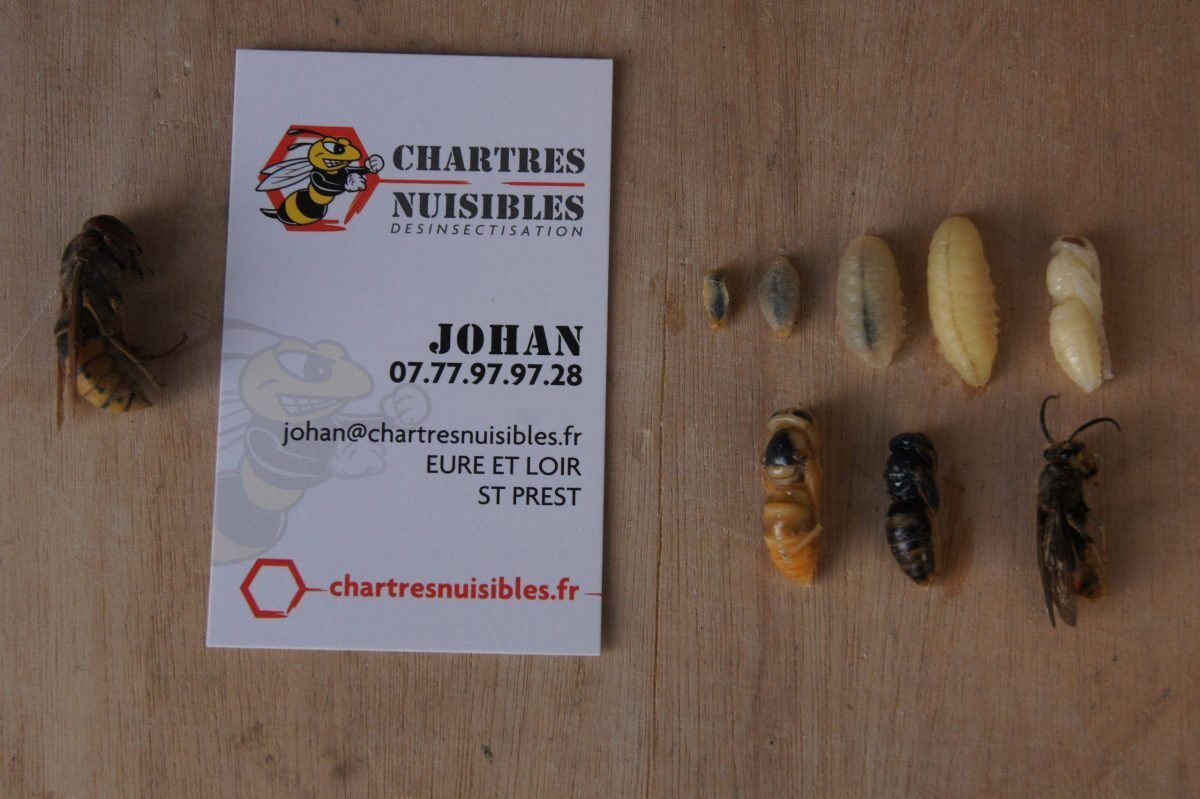 Les frelons asiatiques — larves · intervention Chartres Nuisibles en Eure-et-Loir